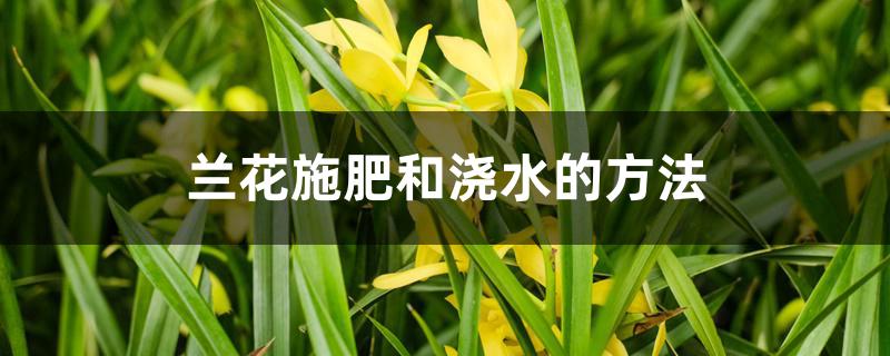 兰花施肥和浇水的方法