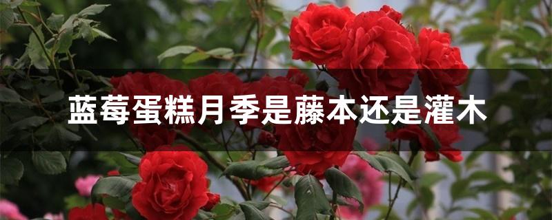 蓝莓蛋糕月季是藤本还是灌木