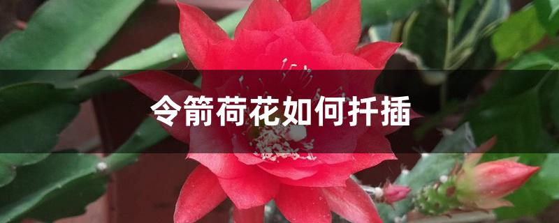 令箭荷花如何扦插