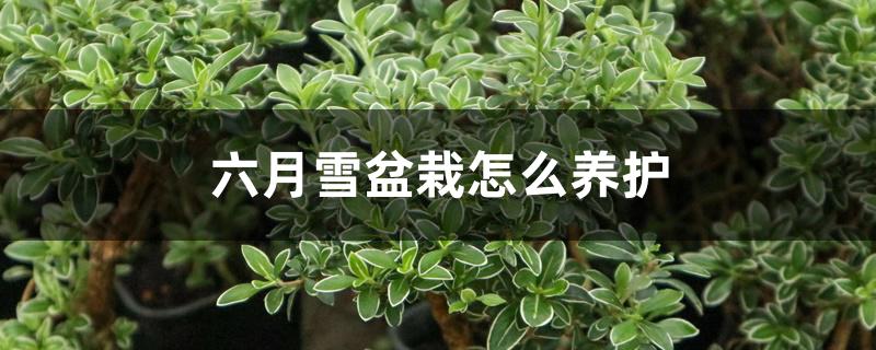 六月雪盆栽怎么养护