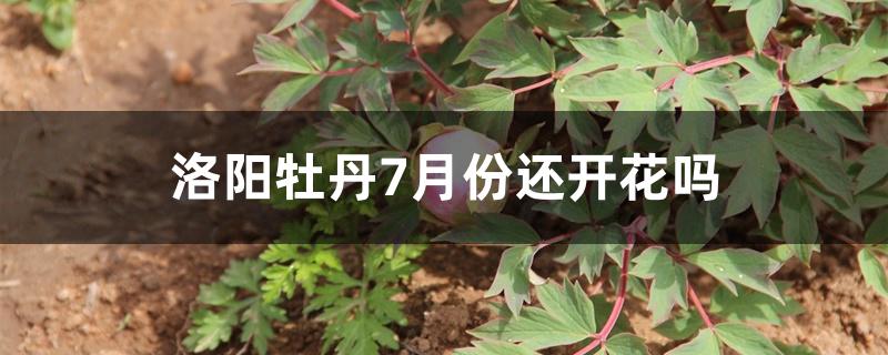 洛阳牡丹7月份还开花吗