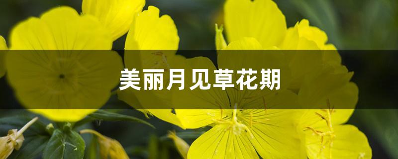 美丽月见草花期