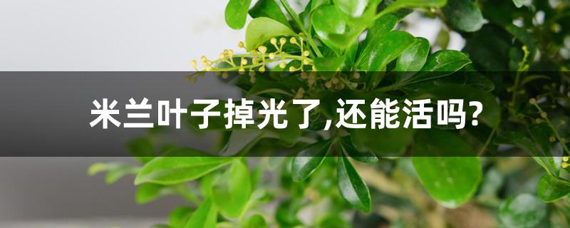米兰叶子掉光了,还能活吗? 米兰叶子掉光了,还能活吗?