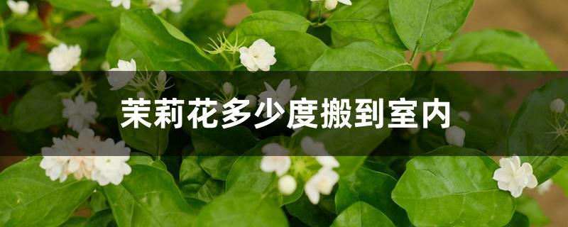 茉莉花多少度搬到室内