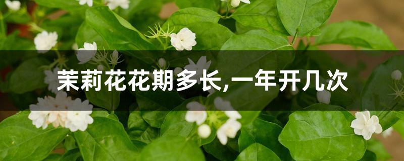 茉莉花花期多长,一年开几次