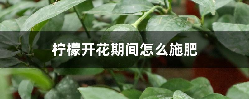 柠檬开花期间怎么施肥