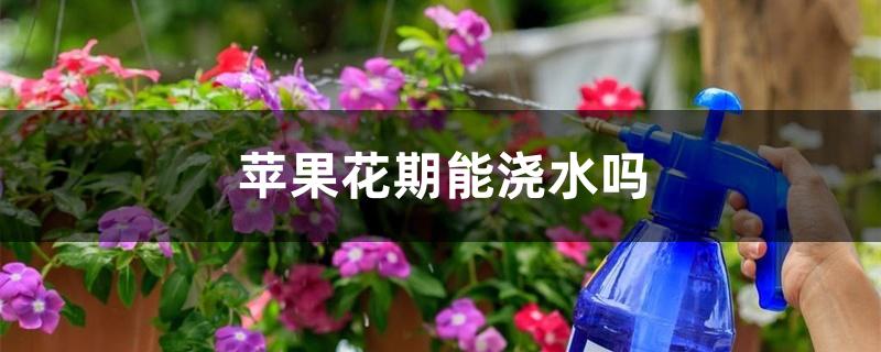 苹果花期能浇水吗