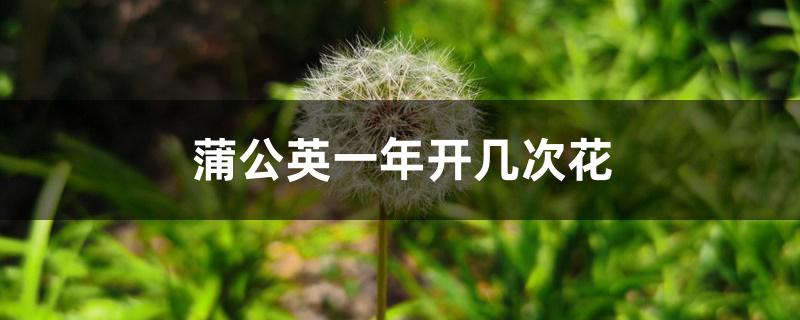 蒲公英一年开几次花