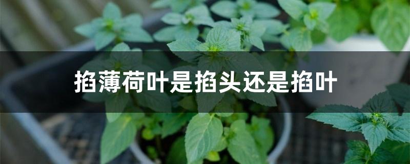 掐薄荷叶是掐头还是掐叶