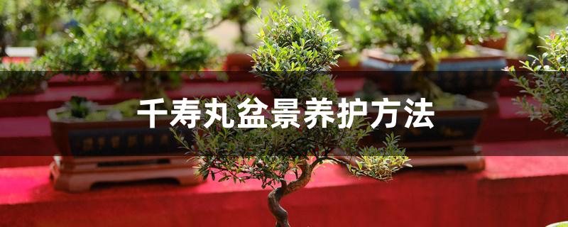 千寿丸盆景养护方法