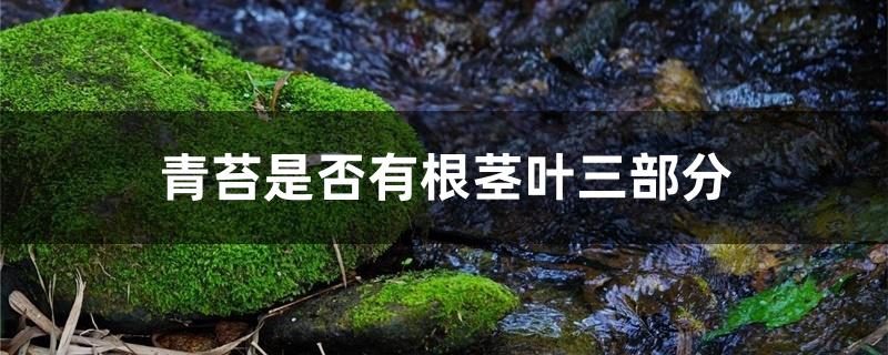 青苔是否有根茎叶三部分
