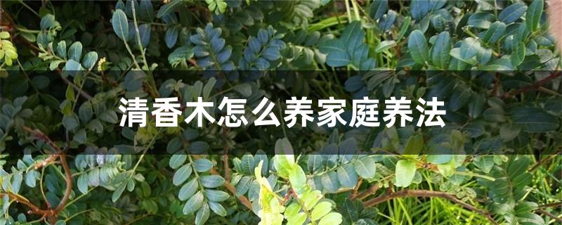 清香木怎么养家庭养法 清香木怎么养家庭养法