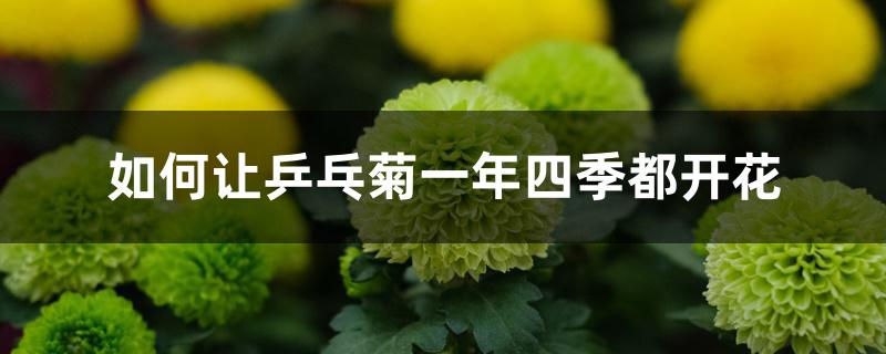 如何让乒乓菊一年四季都开花