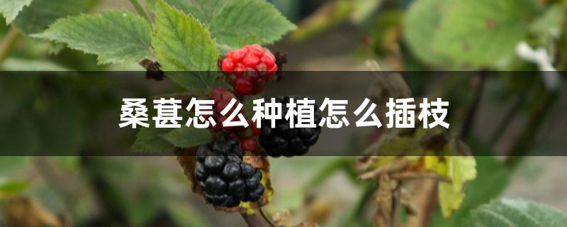 桑葚怎么种植怎么插枝