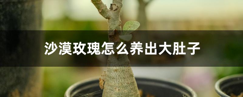 沙漠玫瑰怎么养出大肚子