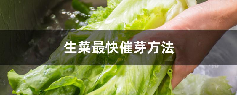 生菜最快催芽方法 生菜最快催芽方法
