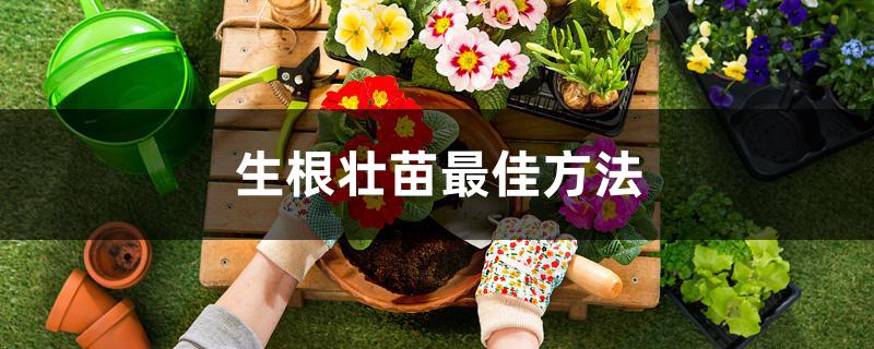 生根壮苗最佳方法 生根壮苗最佳方法