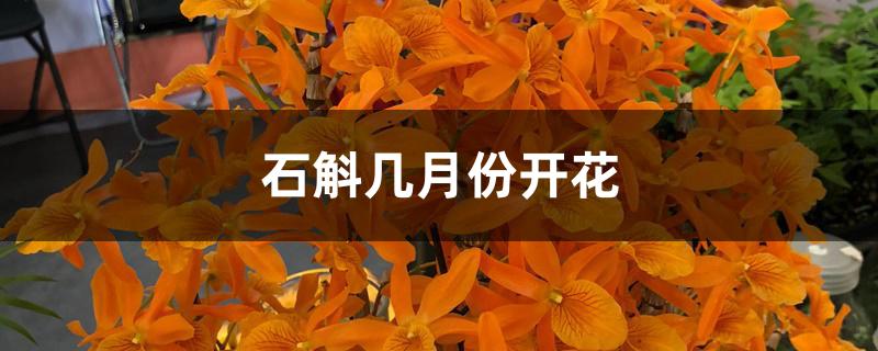 石斛几月份开花