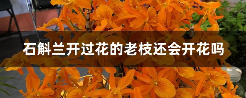 石斛兰开过花的老枝还会开花吗