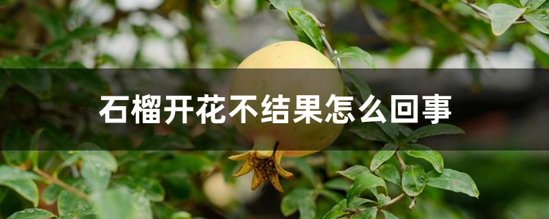 石榴开花不结果怎么回事