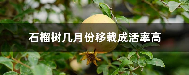 石榴树几月份移栽成活率高