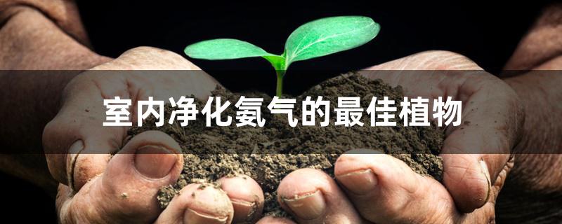 室内净化氨气的最佳植物