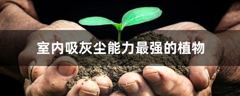 室内吸灰尘能力最强的植物