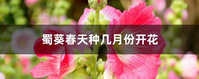 蜀葵春天种几月份开花