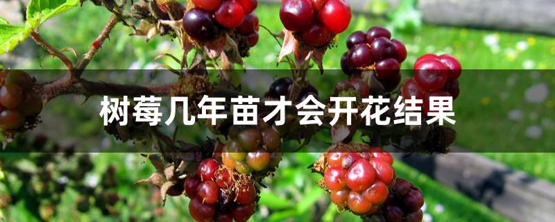树莓几年苗才会开花结果 树莓几年苗才会开花结果