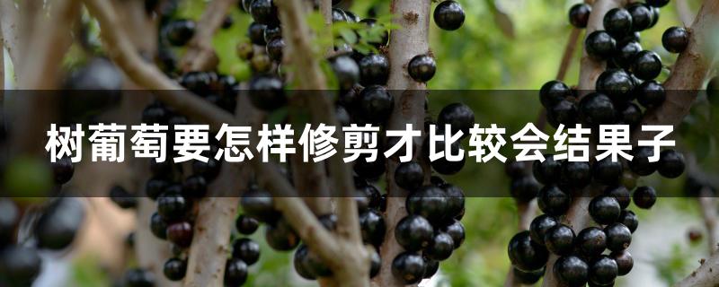 树葡萄要怎样修剪才比较会结果子 树葡萄要怎样修剪才比较会结果子