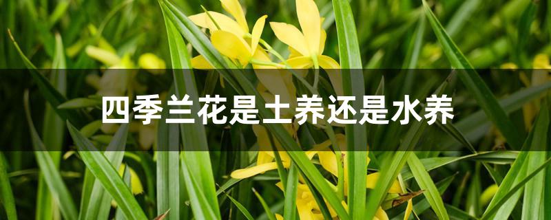 四季兰花是土养还是水养