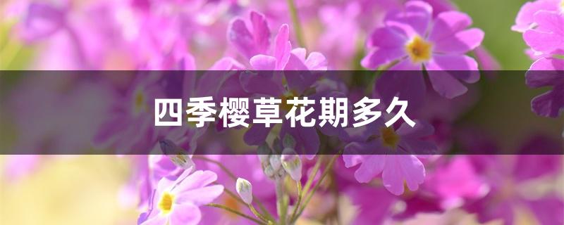 四季樱草花期多久