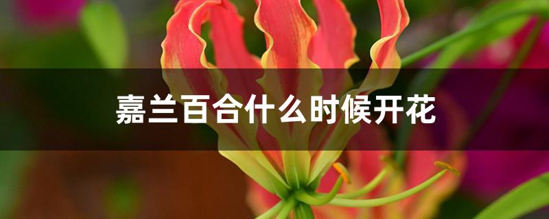 嘉兰百合什么时候开花