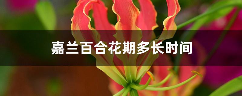 嘉兰百合花期多长时间