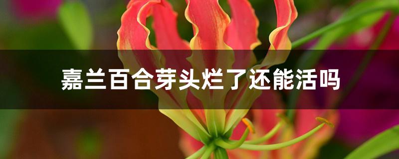 嘉兰百合芽头烂了还能活吗