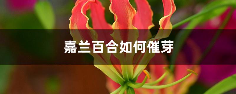 嘉兰百合如何催芽