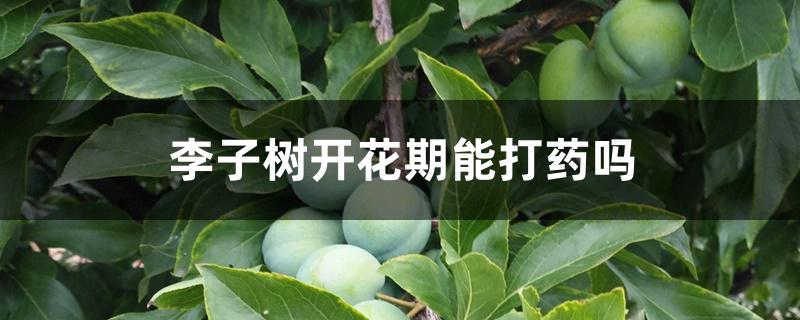 李子树开花期能打药吗 李子树开花期能打药吗