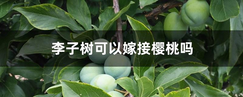 李子树可以嫁接樱桃吗