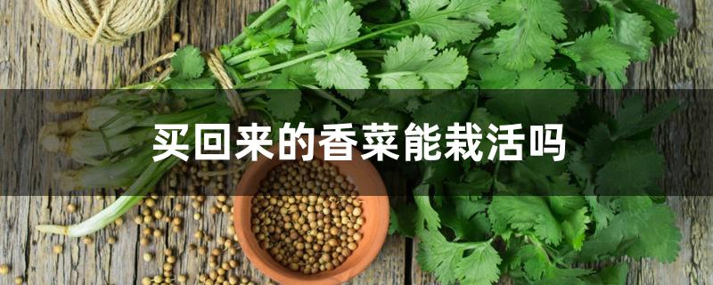 买回来的香菜能栽活吗