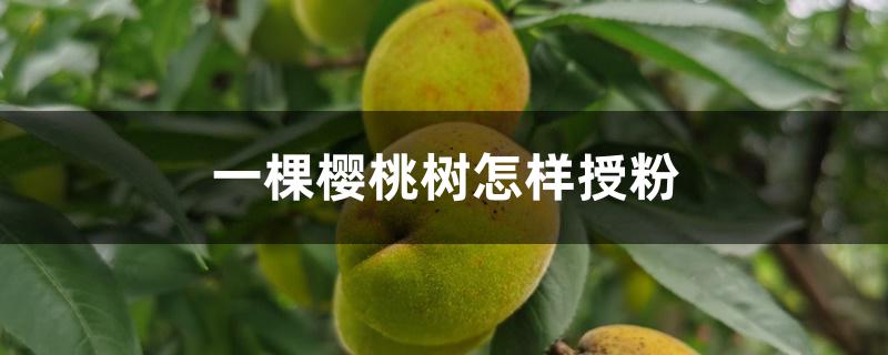 一棵樱桃树怎样授粉
