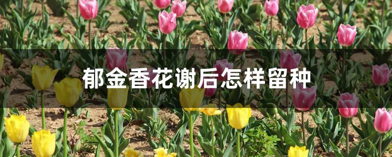 郁金香花谢后怎样留种