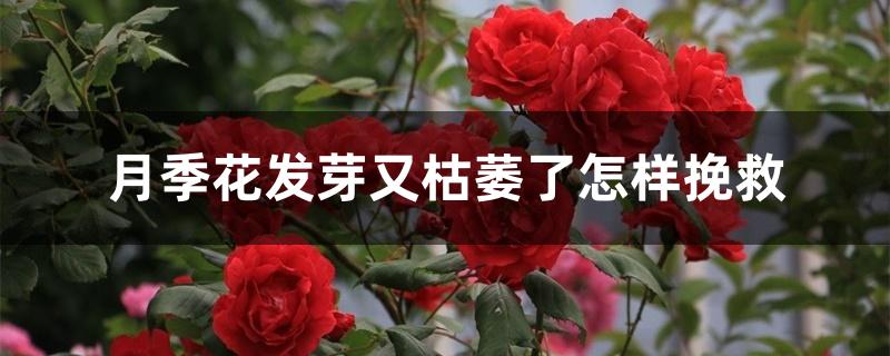 月季花发芽又枯萎了怎样挽救