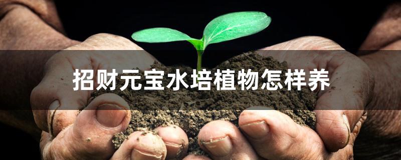 招财元宝水培植物怎样养