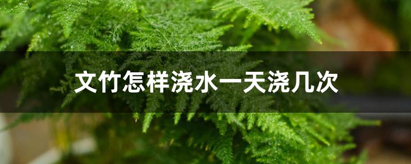 文竹怎样浇水一天浇几次 文竹怎样浇水一天浇几次