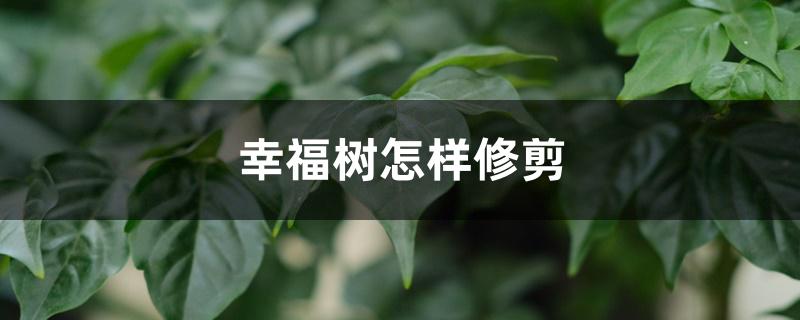 幸福树怎样修剪