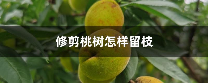 修剪桃树怎样留枝