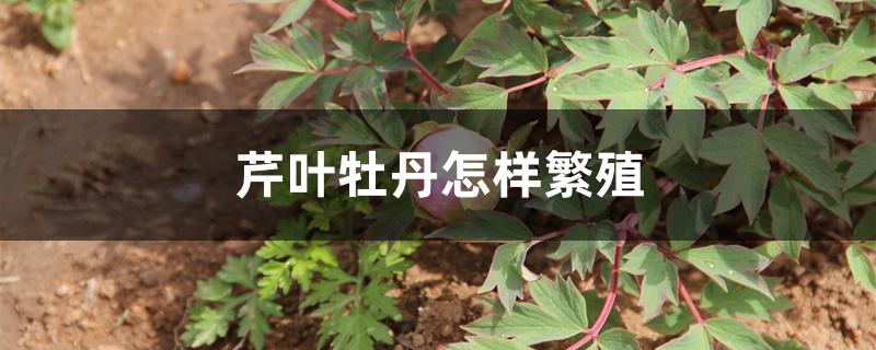 芹叶牡丹怎样繁殖