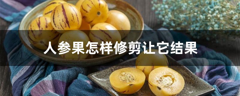 人参果怎样修剪让它结果