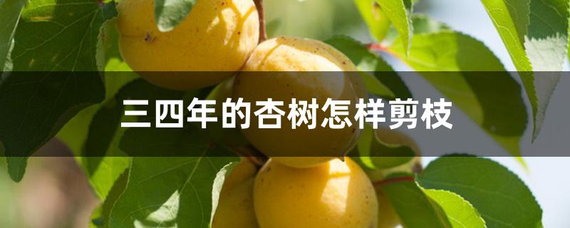 三四年的杏树怎样剪枝 三四年的杏树怎样剪枝