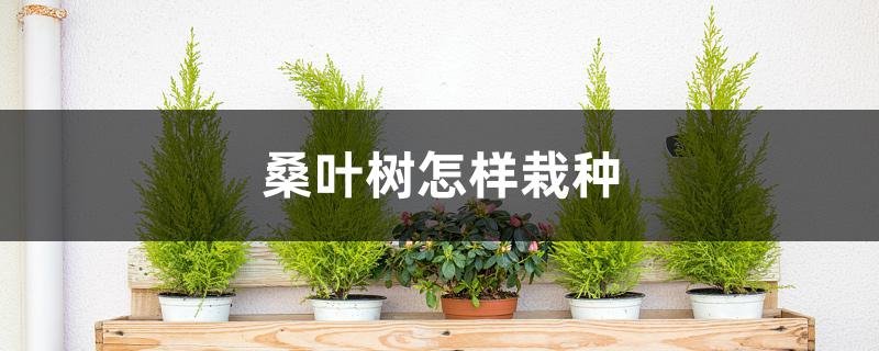 桑叶树怎样栽种